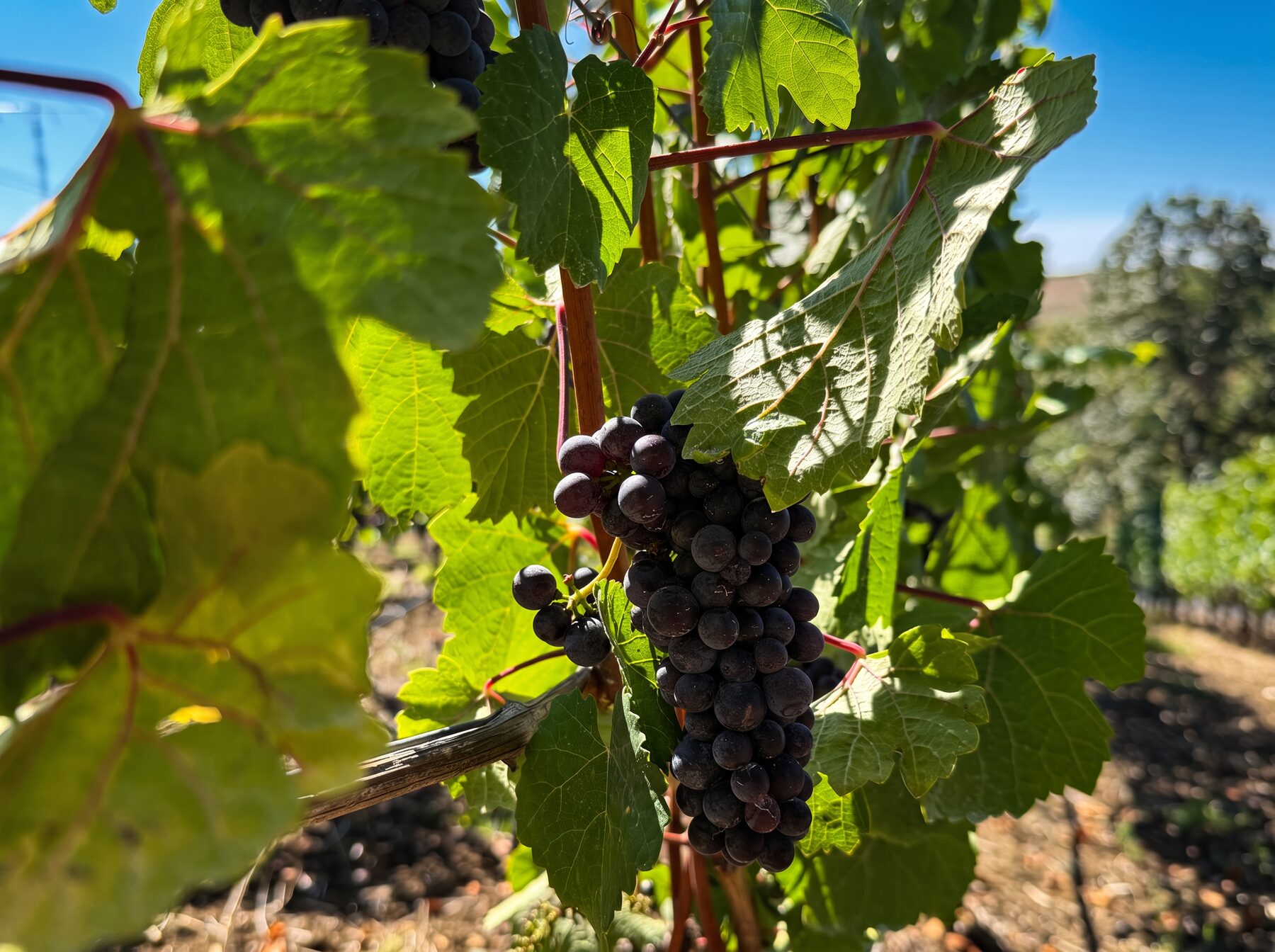 Dark ripe grapes among sunlit green leaves in the vineyard