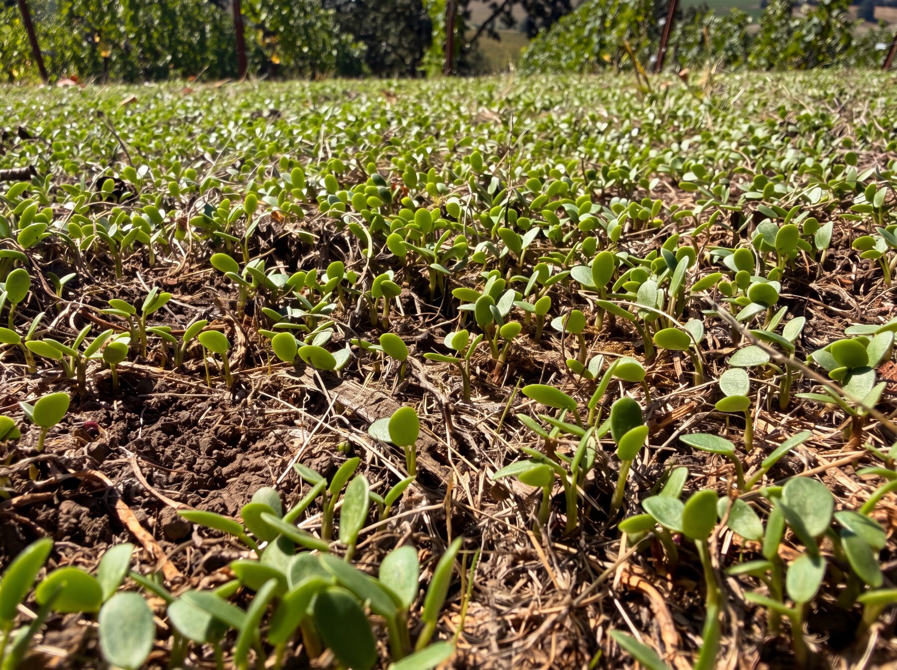 Bright green clover and grass sprouts emerging from dry brown soil