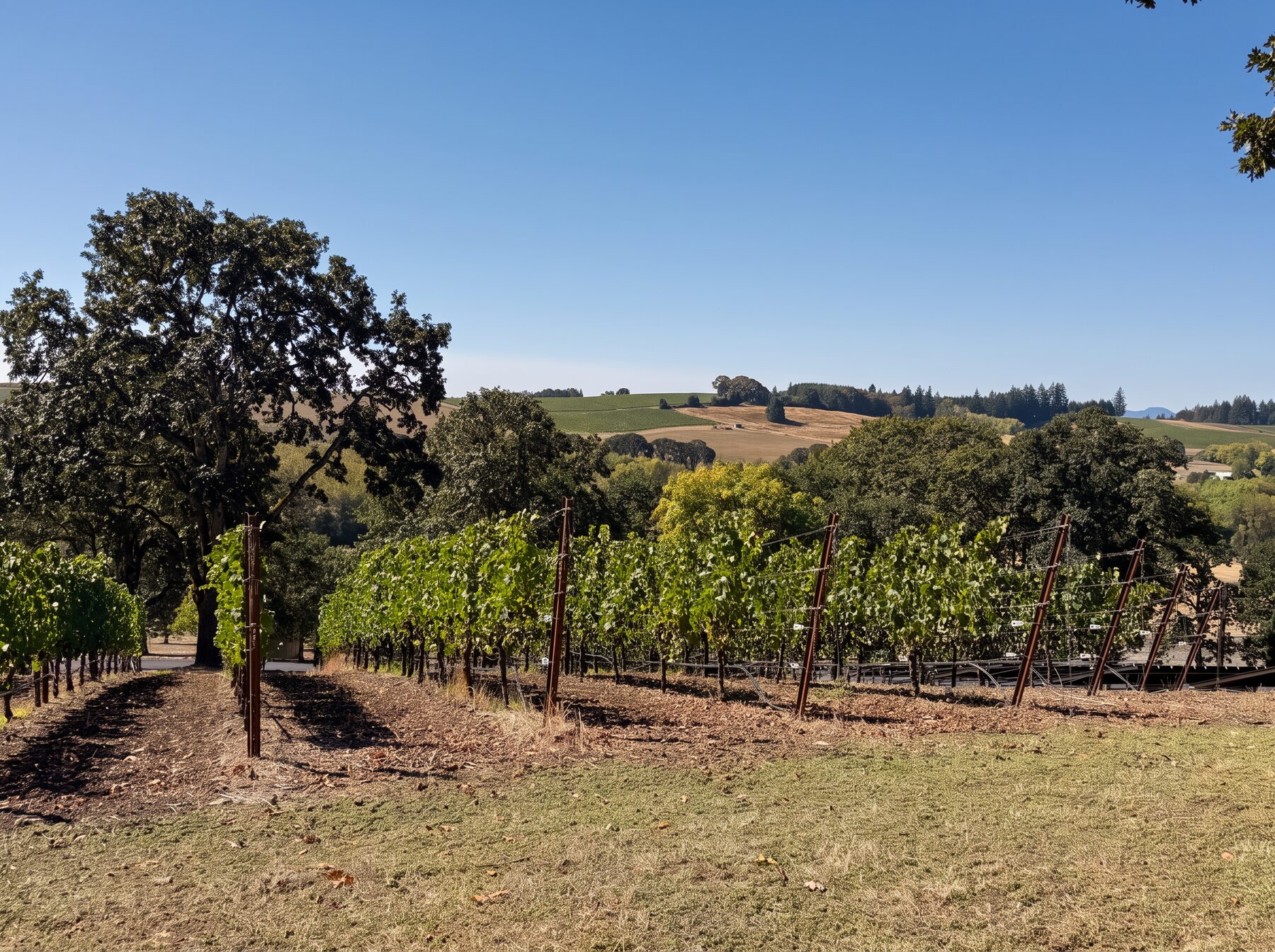 Vineyard rows beneath oak trees in Oregon wine country