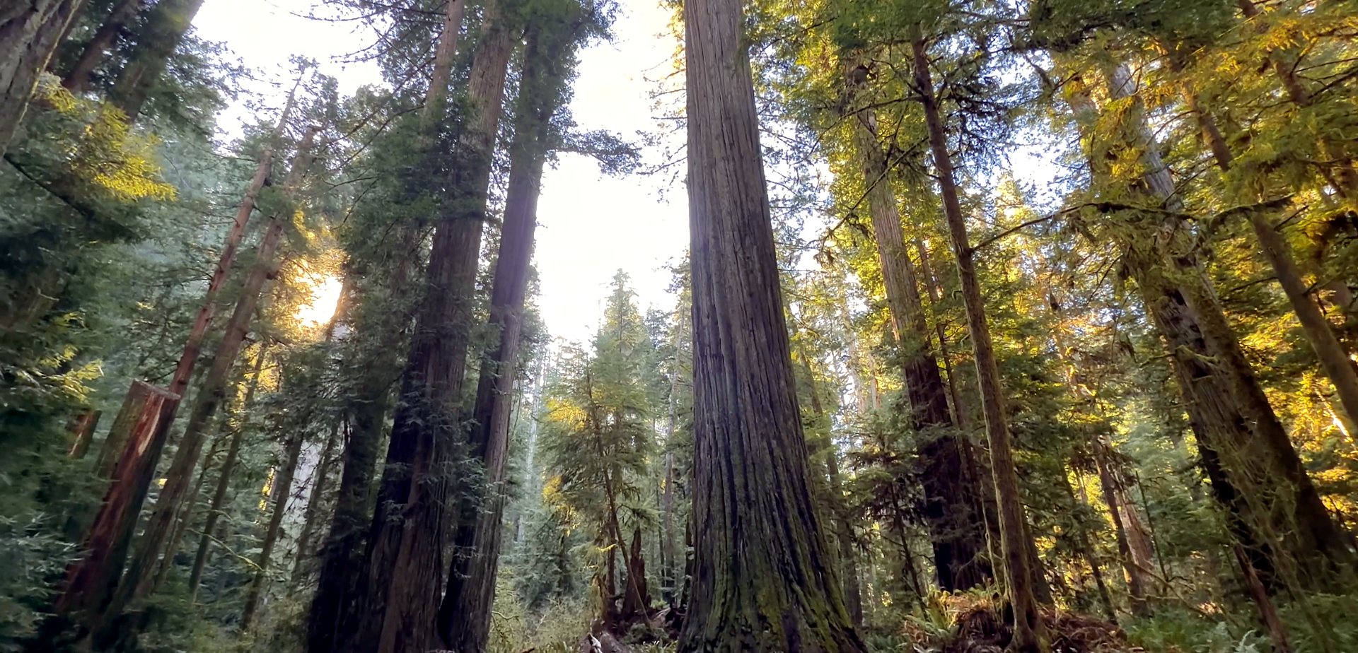 Sunlight streaming through towering redwoods in Jedediah Smith Redwoods State Park
